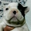 フレンチブルドッグ
