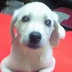 ゴールデンレトリバー